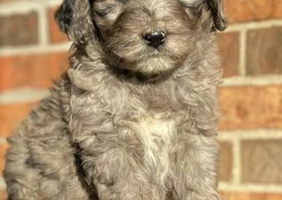 Blue Merle Aussiedoodle Puppies for sale