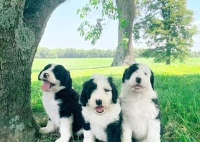 Sheepadoodle puppies