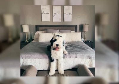 Sheepadoodle puppies