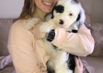 Sheepadoodle puppies