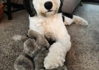 Sheepadoodle puppies