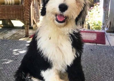 Sheepadoodle puppies for sale