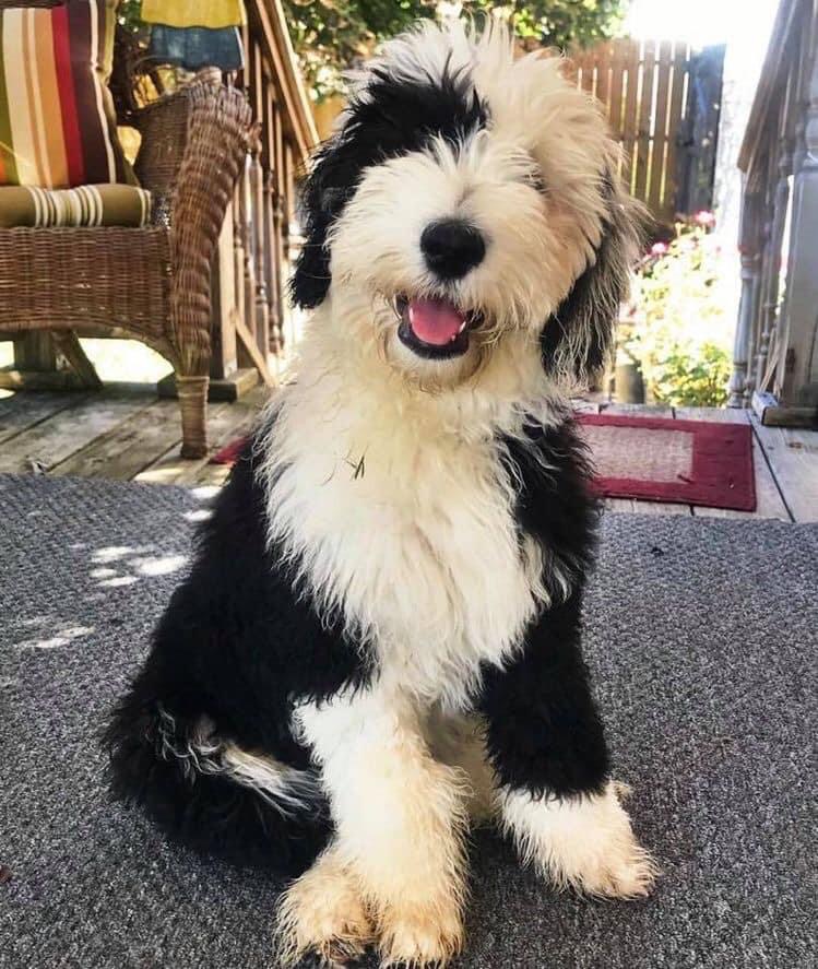 Sheepadoodle puppies for sale Sheepadoodle puppies for sale