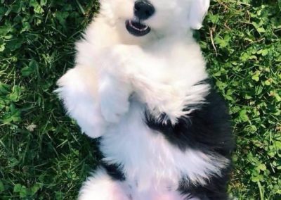 Sheepadoodle puppies