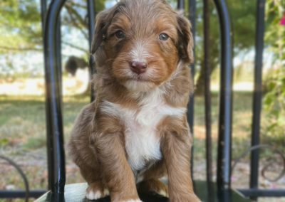 Aussiedoodle puppy for sale